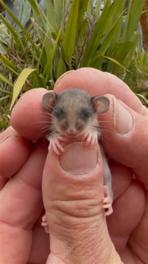 WILD ACTION ZOO on Instagram: "Today. One of our first baby Joey mountain Pygmy possums for this season. Isn’t she beautiful! Critically endangered, with only 2000 wild animals in existence. Our Team are very excited, pleased and thankful for our breeding success. This little one had its first health check today. We have learnt so much about this endearing snow possum of the mountains. Fingers crossed we can (as a Country) stabilise and increase their numbers. MPP’s are vital pollinators of our 