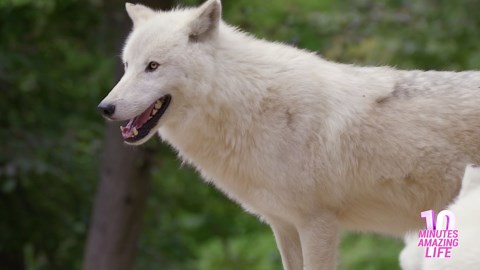 Arctic wolf close up with white fur