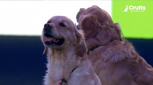 Now that's a golden moment! 💛🐾 Seeing the wagging tails of the Golden Retriever Display Team warms our hearts 😍 #Crufts #Crufts2025 #GoldenMoment | Crufts