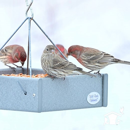 115 reactions | Bird feeding made easy (and rewarding!). Join the Daily Savings Club and save 15% on bird food every day—enjoy exclusive discounts, special offers, and year-round joy for their backyard birds.  | Wild Birds Unlimited | Facebook