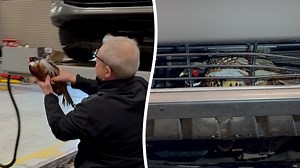 Pheasant survives 24-hour car ride after becoming trapped in radiator grill