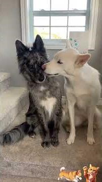 The Daily Pawcast n°272