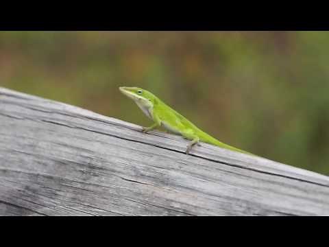 Lizard doing a mating call