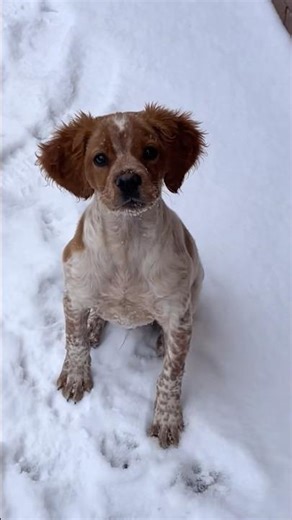 HUNTING DOG. Puppy. Brittany. Brittany Spaniel. Training. #hunterdogs#hunterkz