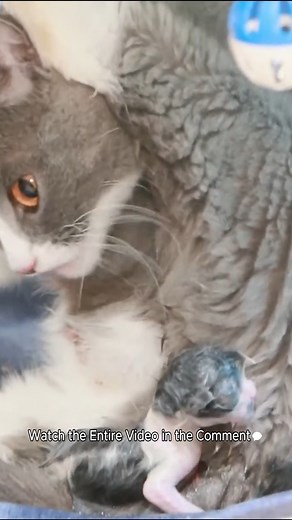 Cat Giving Birth: My Cat Gave Birth to 8 Kittens of Different Breeds | Baby Cat