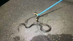 Snake wranglers in Indonesia drag cobra out from underneath fridge