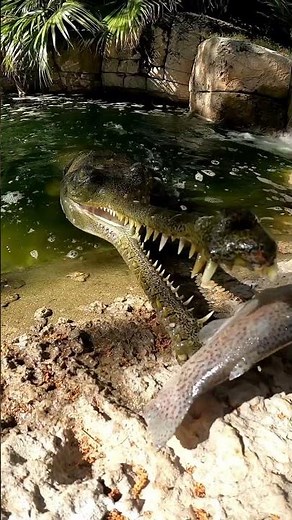Close-Up: Crocodile Eats Fish