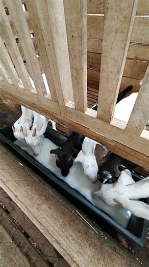 Watching kids drink helps detect early signs of health changes 🥛🐐