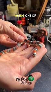 Getting ready for a fun presentation! These are a few of the snakes I’m bringing to school! #molinarosnakelab #homeschool #educational #reptiles #Science | Molinaro Snakes