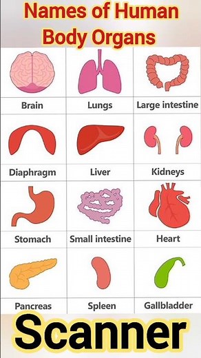 List of human Body Organs I Nursing notes l Paramedical notes l