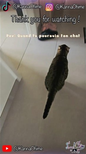 Funny Cat - Course poursuite de Nala by KannaOhime