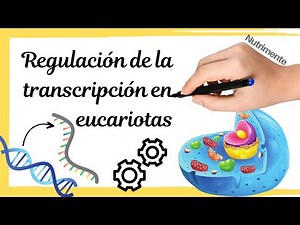 REGULATION of TRANSCRIPTION in EUKARYOTES