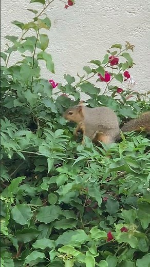 Eastern Fox Squirrel | Sciurus niger (Los Angeles, California)