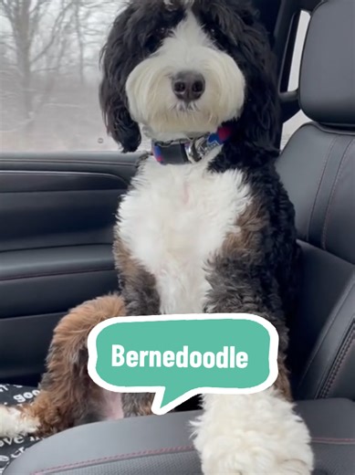Expert Guide to Bernedoodle Care and Training