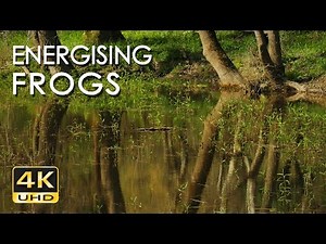 4K Energising Frog Choir - Relaxing Frog Sounds & Ultra HD Nature Video - Croaking Chorus - 2160p