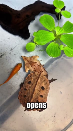 The Turtle That Looks Like a Leaf 🍂🐢 | Matamata Turtle”