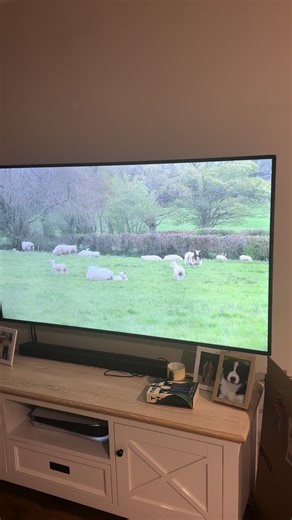 Atlas the border collie on TikTok