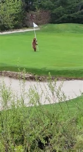 Some on course shenanigans from our favourite locals 🐻 📍Fairmont Chateau Whistler Golf Course 🎥 David Waterman | Padraic O Rourke #wearewhistler #golfbc | Fairmont Chateau Whistler