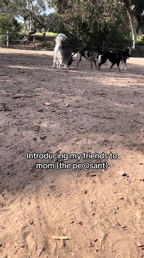 Funny Dog Moments at the Zoo with Friends