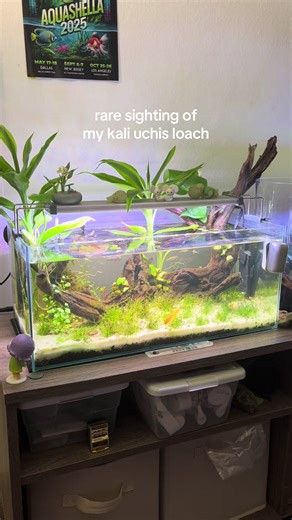 Progressing Fish Tank: Kuhliloch and Honey Gourami