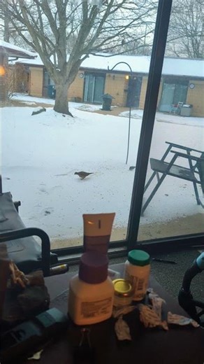 MORNING DOVE #birdfeeder #morningdove