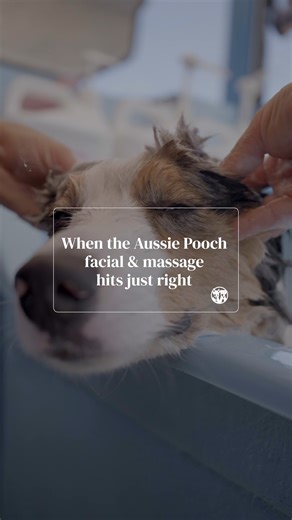 When the Aussie Pooch facial and massage hits just right… 😌🐾 Get ready for the ultimate relaxation feels! Our pooch facials and calming massages aren’t just adorable to watch — they help reduce stress, boost skin and coat health, and leave your pup feeling positive, pampered, and totally zen. And the best part? It’s just as therapeutic for the groomer, too. There’s nothing more rewarding than seeing a dog melt into pure bliss. ✨💛 Because every dog — and every groomer — deserves a moment of ca