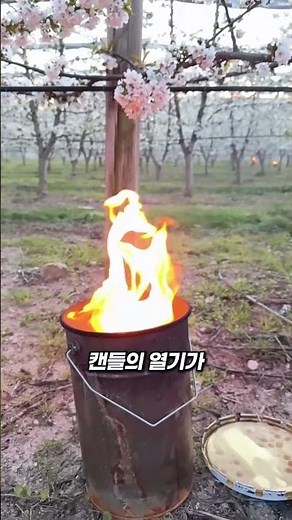 Why Cherry Farmers Set Fire to Orchards
