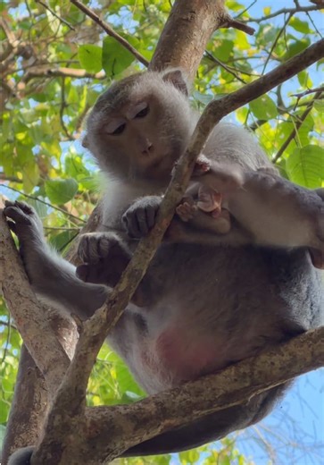 Baby monkey Sterling trying to run away from kidnapper but no way #babymomkey