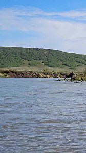 1.5K views · 38 reactions | My favorite neighbors enjoying the Kwethluk River 冀 : @hurricane__nate This cow moose is often seen around my camp with her two new calves. Also, it's hard to operate a boat and use a camera at the same time  Location: Yukon Delta NWR #alaska #alaskalife #wildlife #usfws #moose #summer #babyanimals #yukondeltanationalwildliferefuge | The Moose Meadow | Facebook