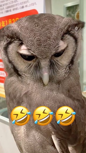 Funny Owls Compilation Part 52