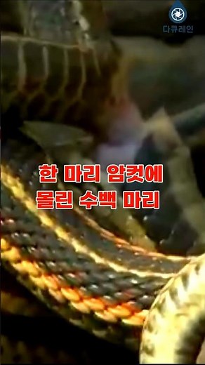 Creepy Snake Mating: The Reproductive War of Ten Thousand Snakes #GarterSnake #SnakeMating #Snake...