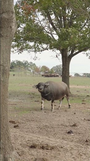 What's Behind the CUTEST Water Buffalo Sound Ever?