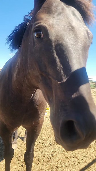 Appaloosa Sunny Returns: New Filly & Breeding Update
