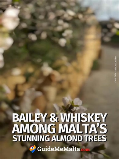 These resilient trees are among the first to flower each year, supporting pollinating bees 🐝 and adding a splash of golden beauty to the Maltese landscape. A true symbol of nature and heritage! 🌿 📷 Instagram - bailey_and_whiskey #GuideMeMalta #Dogs #Flowers #Malta