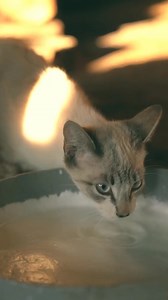 "Are you hurting your cat without knowing it? 💔😿 We love treating our furbabies, and for decades, cartoons told us that milk is the ultimate treat. But the truth is heartbreaking. 🥛🚫 Adult cats cannot digest cow's milk. It doesn't comfort them; it causes them internal battles with cramps and gas that you never see because cats are masters at hiding pain. True love means keeping them healthy. Please, stick to fresh, clean water 💧. It’s all they really need. Help break this dangerous myth. Sh