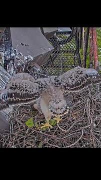 Red-tailed Hawk Chicks Show Off Their Growing Juvenile Feathers
