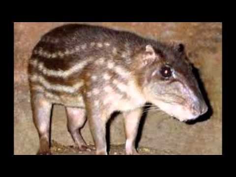 El Jochi Pintao (Cuniculus paca)