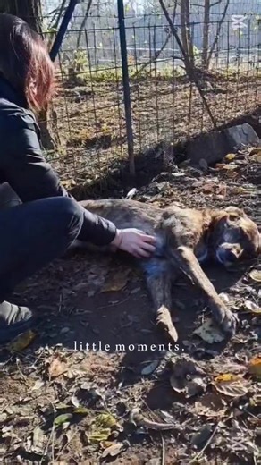 𝗦𝗼𝗻𝗼 𝗟𝗶𝗻𝘂𝘀 💕 𝗗𝗶𝗲𝘁𝗿𝗼 𝗹𝗮 𝗰𝗼𝗿𝗮𝘇𝘇𝗮 𝗱𝘂𝗿𝗮 𝗰𝗵𝗲 𝗺𝗼𝘀𝘁𝗿𝗼 𝗮 𝗰𝗵𝗶 𝗻𝗼𝗻 𝗰𝗼𝗻𝗼𝘀𝗰𝗼 𝘀𝗶 𝗻𝗮𝘀𝗰𝗼𝗻𝗱𝗲 𝘂𝗻 𝗰𝘂𝗼𝗿𝗲 𝘁𝗲𝗻𝗲𝗿𝗼 𝗲 𝗱𝗼𝗹𝗰𝗲, 𝗰𝗮𝗽𝗮𝗰𝗲 𝗱𝗶 𝗱𝗼𝗻𝗮𝗿𝗲 𝗮𝗺𝗼𝗿𝗲 𝗲 𝗽𝗿𝗼𝗻𝘁𝗼 𝗮 𝗳𝗮𝗿𝘀𝗶 𝗮𝗺𝗮𝗿𝗲 𝗦𝗼𝗻𝗼 𝘂𝗻 𝗹𝘂𝗽𝗲𝘁𝘁𝗼 𝗿𝘂𝗯𝗮𝗰𝘂𝗼𝗿𝗶, 𝗹𝗲 𝗺𝗶𝗲 𝘇𝗶𝗲 𝗺𝗲 𝗹𝗼 𝗱𝗶𝗰𝗼𝗻𝗼 𝘀𝗲𝗺𝗽𝗿𝗲, 𝗺𝗮 𝗻𝗲𝘀𝘀𝘂𝗻𝗼 𝘀𝗶 𝗲' 𝗺𝗮𝗶 𝗮𝗰𝗰𝗼𝗿𝘁𝗼 𝗱𝗶 𝗺𝗲 𝗣𝗲𝗿𝗰𝗵𝗲' 𝗻𝗼𝗻 𝘀𝗼 𝗺𝗮𝗶 𝗲𝘀𝘀𝗲𝗿𝗲 𝗮𝗳𝗳𝗮𝗯𝗶𝗹𝗲 𝗰𝗼�