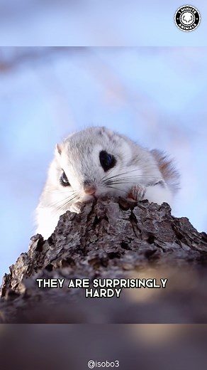 148K views · 10K reactions | Japanese Flying Squirrel  Adorable Flying Acrobats! With its big eyes and fluffy tail, the Japanese Flying Squirrel is the definition of adorable. Native to Japan's forests, these little critters glide from tree to tree using a special membrane between their limbs. #JapaneseFlyingSquirrel #JapaneseDwarfFlyingSquirrel #FlyingSquirrel #wildlife #cuteanimals | 1 Minute Animals | Facebook