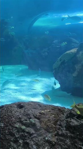 RAJA flaying carpet fish #wildanimals #wildlife #2026 #raja #fish #ocean