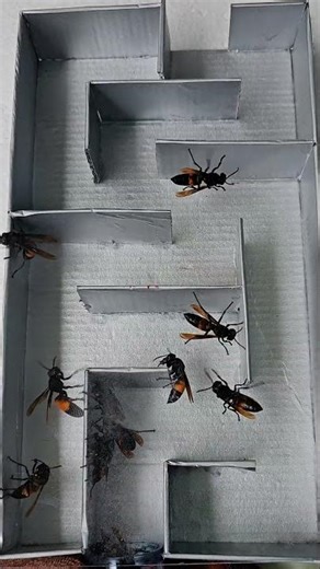 Exciting Insect Challenge - Wasp Navigates the Maze