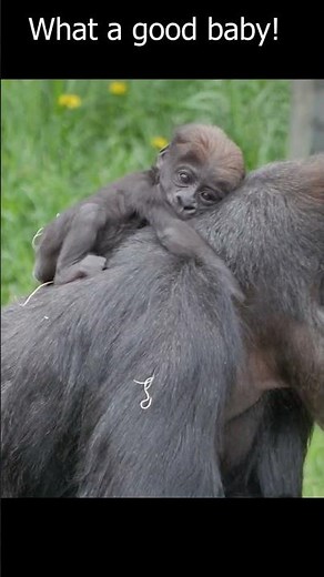 Baby Monkey pees on Mommy! #shorts #thebestfamilyshowever