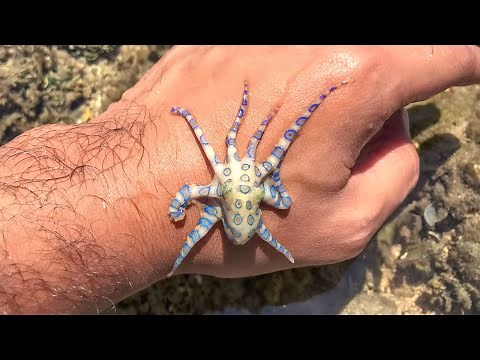 Blue-Ringed Octopus ⚠️ Do NOT Touch: Deadly Bite!