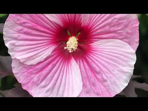 Planting hardy hibiscus (Hibiscus moscheutos)