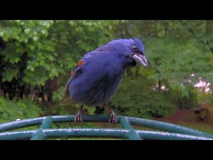 Introducing the Kiwibit Beako™ Smart Bird Feeder Part 2