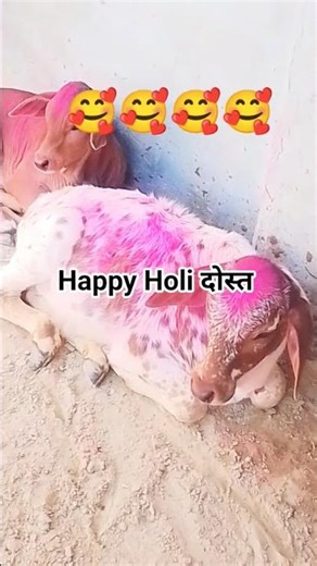 बुरा ना माने होली #shortvideo #cow #comdeyclub #entertainment