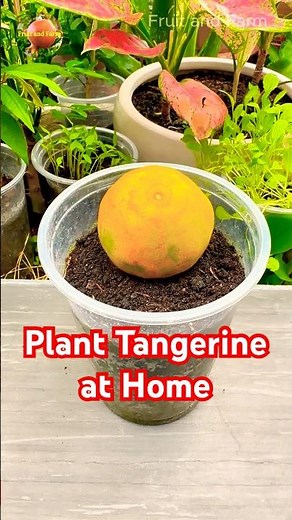 Plant Tangerine Tree from Fruit at Home #shorts #gardeningtips