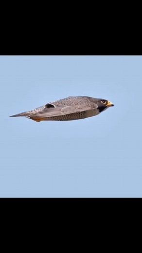 Martin on Instagram: "Wings like a hawk—how does the B-2 Spirit’s flying wing mimic nature’s grace? Since 1997, the B-2 Spirit’s 172-foot flying wing design—curved, tailless, seamless—glides like a bird at 550 mph, its four F118-GE-100 engines pumping 17,300 pounds of thrust each. In 2003, over Iraq, it soared 50,000 feet, dropping 32 JDAMs unseen—its hawk-like silhouette dodging radar with a 0.1-square-meter signature. This unsung shape, inspired by Northrop’s 1940s YB-49, blends stealth and se