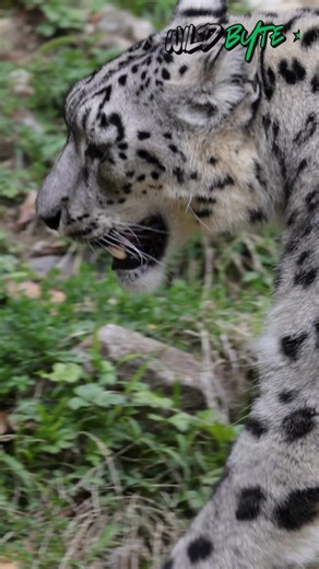 Why Snow Leopards Have Tails Longer Than Their Bodies? #SnowLeopard #GhostOfTheMountains #BigCats #WildlifeFacts #AnimalAdaptations #NatureExplained #WildlifeEducation #NatureScience #AnimalBehavior #fblifestyle | WildByte
