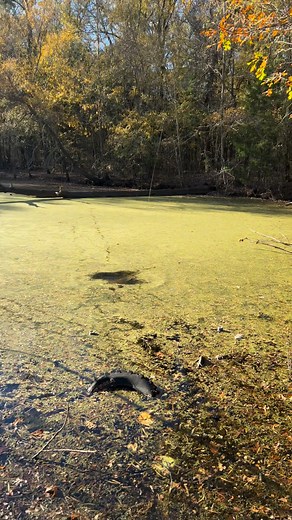 Baby Gator chasing top water lure off Sulfur River. Fishing Red River in Shreveport. | Charles Wade
